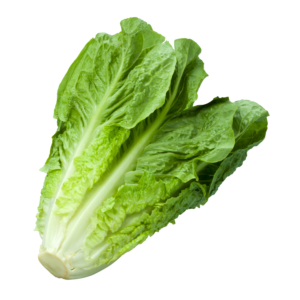 Romain Fusion Green Lettuce Seedlings