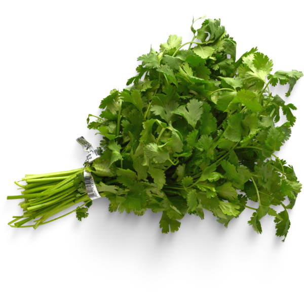 Cilantro Seedlings