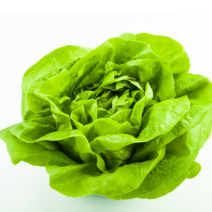 Butter Lettuce Seedlings