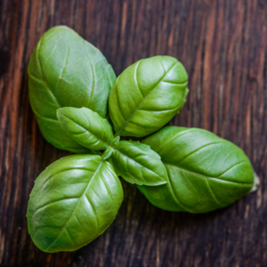 Italian Basil Seedlings