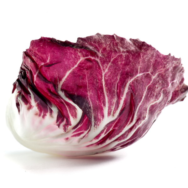 Red Radicchio Seedlings