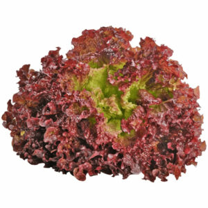 Ruby Sky Lettuce Seedlings